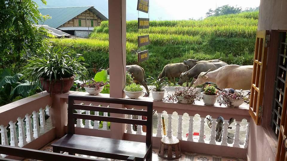 Ta Van Green Hills Homestay Sapa Exterior foto
